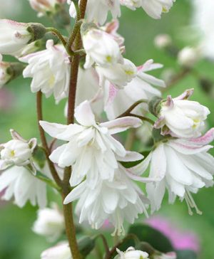Deutzia scabra (Fuzzy Deutzia)