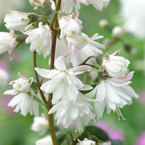 Deutzia scabra (Fuzzy Deutzia)