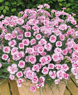 Dianthus Baby Doris