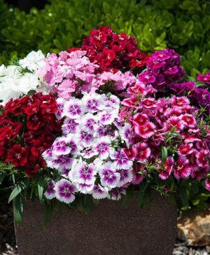 Dianthus Gem