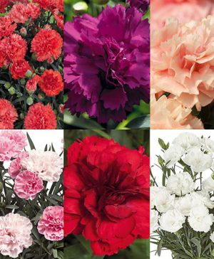 Dianthus Sweet Pleasure Collection