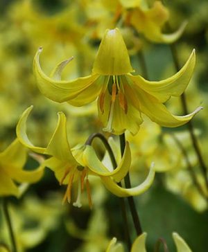 Dogs Tooth Violet (Erythronium Pagoda)