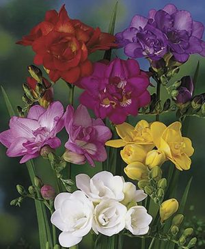 Double Freesias Mixed