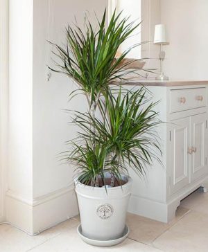 Dracaena Marginata 3 stem