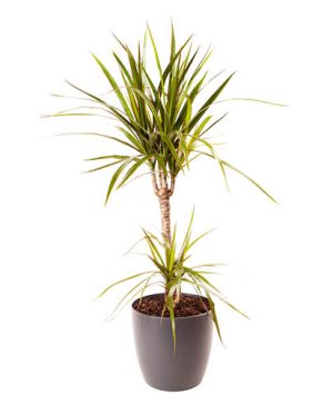 Dracaena Marginata with Pot