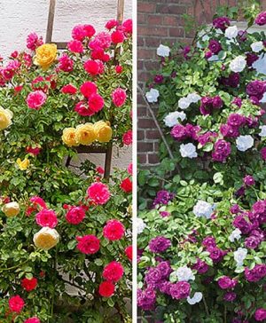 Duo Climbing Roses Set of 2
