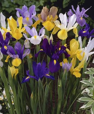 Dutch Iris Mix