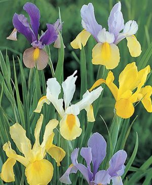 Dutch Iris Mixed