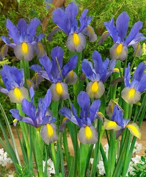 Dutch Iris hollandica Mystic Beauty