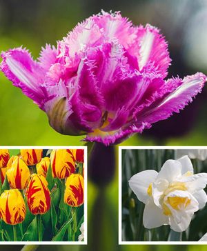 Dutch Master Collection