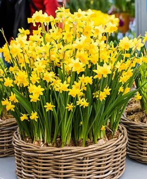 Dwarf Daffodil Narccisus Tête-à-Tête