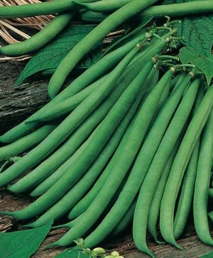 Dwarf French Bean Ferrari Seeds