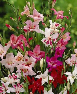 Dwarf Gladiolus nanus lipstick mix