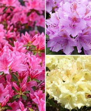 Dwarf Rhododendrons Collection