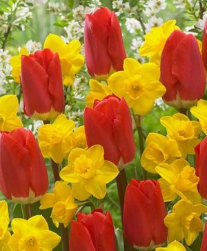 Early Red Tulip&nbsp;and Narcissus Daffodil Tête-à-Tête Mix
