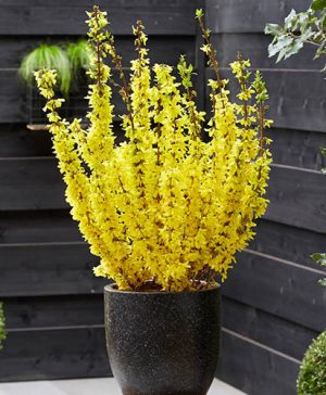 Easter Tree Forsythia intermedia Mikador