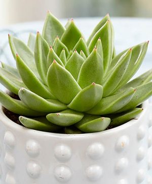 Echeveria Succulent