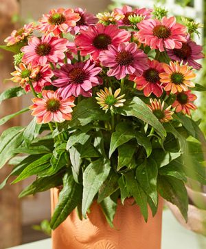 Echinacea Colorific Evolution