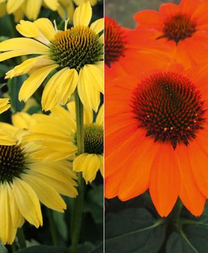 Echinacea Hybrida Papallo Collection