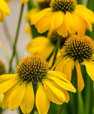 Echinacea Hybrida Papallo Lemon