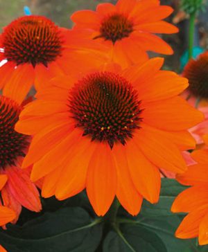 Echinacea Hybrida Papallo Orange