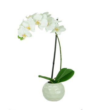 Elegant White Orchid
