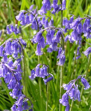 English bluebells (Scilla nutans)