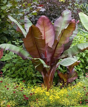 Ensete ventricosum Maurelii - Red Abysinnian Banana