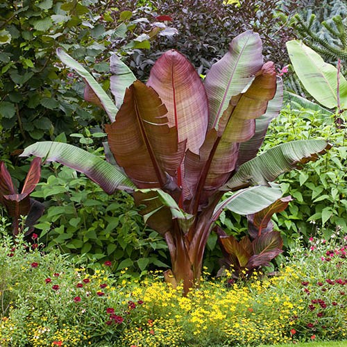 Ensete ventricosum Maurelii - Red Abysinnian Banana
