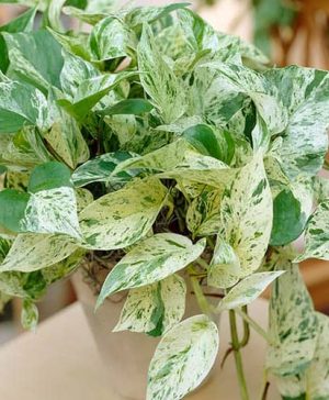 Epipremnum pinnatum Marble Queen