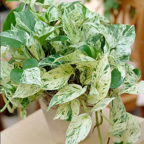 Epipremnum pinnatum Marble Queen