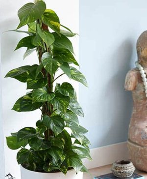 Epipremnum pinnatum aureum