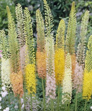 Eremurus Ruiter Hybrids Foxtail Lily