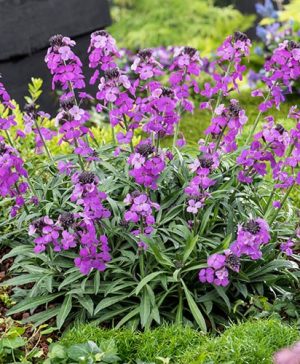 Erysimum Bowles Mauve