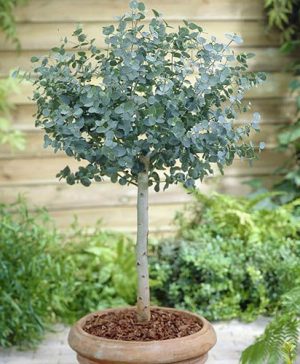 Eucalyptus gunnii Standard