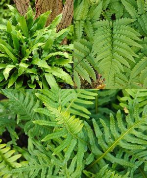 Evergreen Hardy Fern Collection