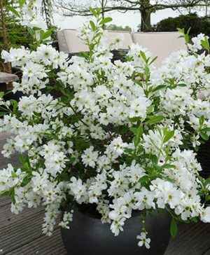 Exochorda racemosa Niagara