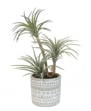 Exotic Airplant