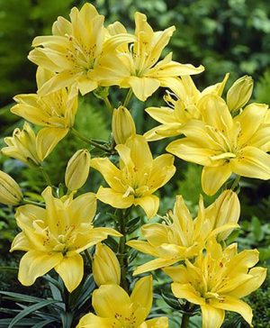 Fata Morgana Double-Flowered Asiatic Lily