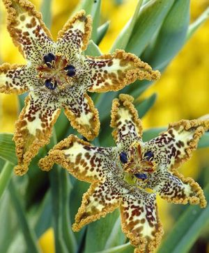 Ferraria crispa Starfish Iris