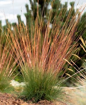 Festuca Sunrise