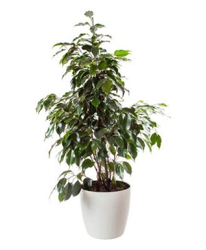 Ficus Benjamina Exotica with Pot