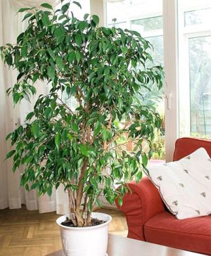 Ficus benjamina Exotica Weeping Fig