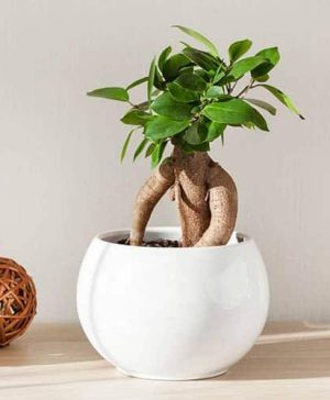 Ficus microcarpa Ginseng