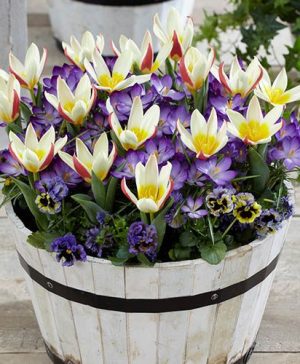 First Spring Tulip and Crocus Mix