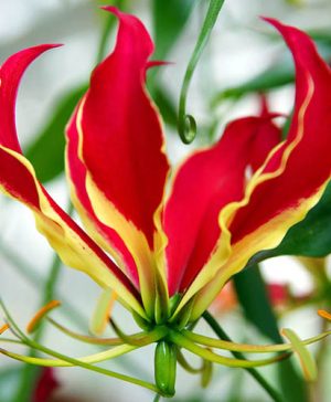 Flame Lily Gloriosa rothschildiana