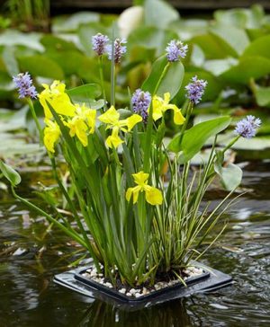 Floating Pond Plant Raft
