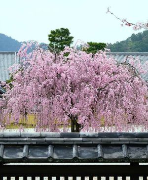 Flowering Cherry Kiku Shidare Zakura