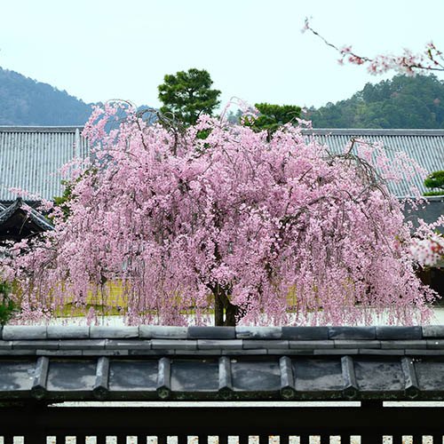 Flowering Cherry Kiku Shidare Zakura