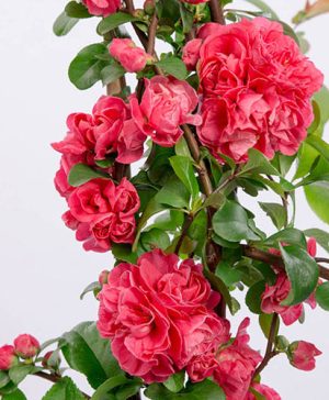 Flowering Quince Pink Storm